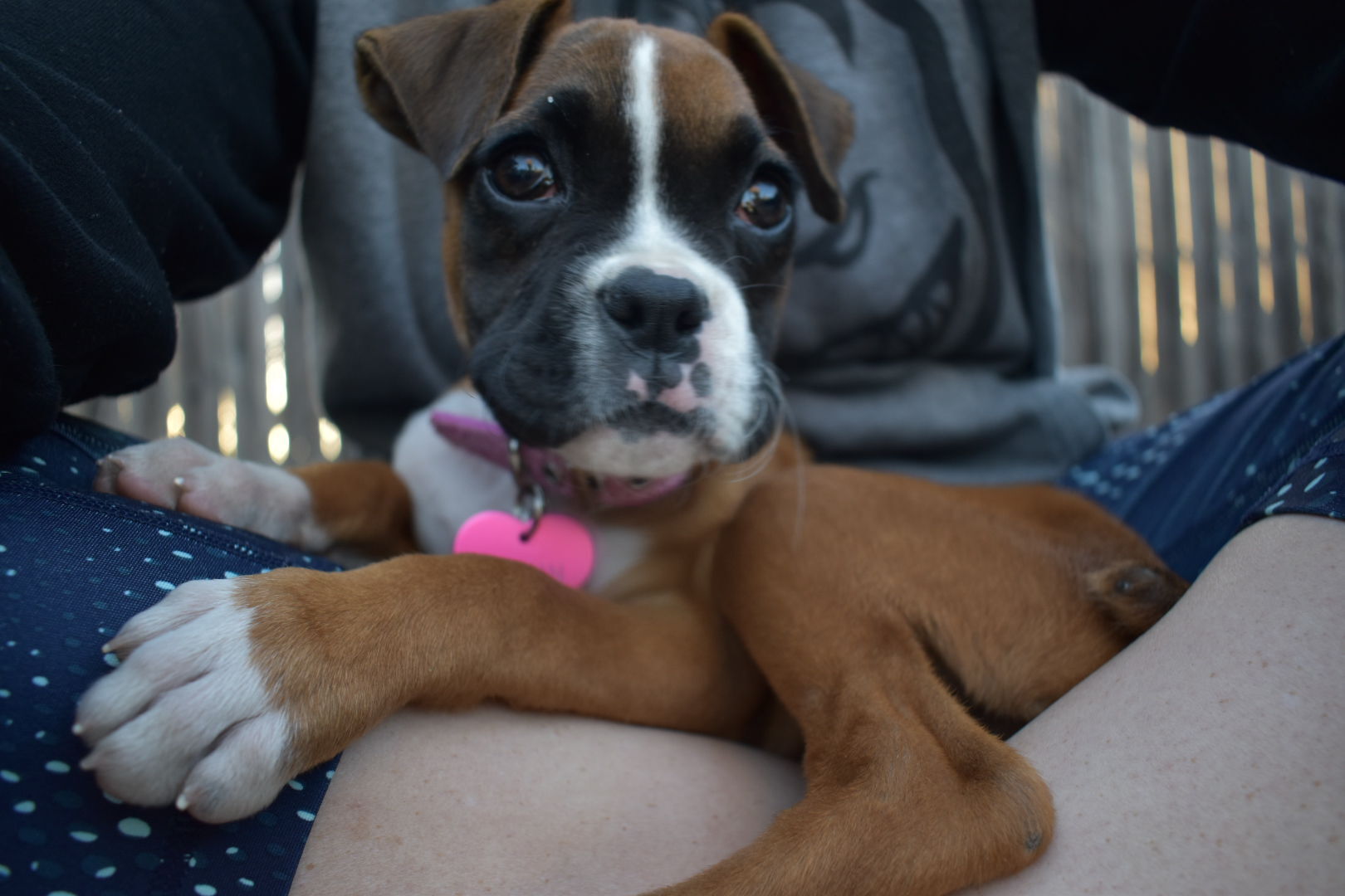 Pic of the Litter: Quinn